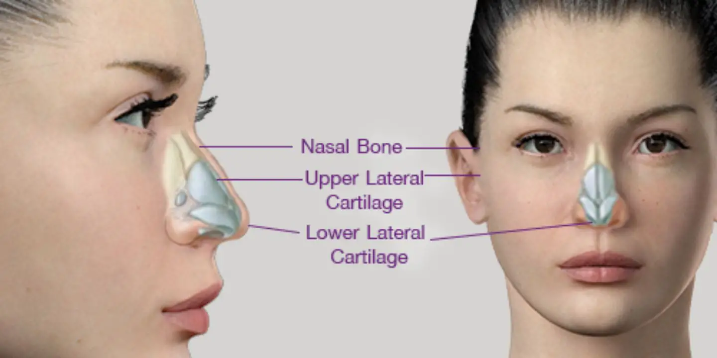 A nose job is a surgical procedure for people who are unhappy with the size or shape of their nose. netflixdeed.com