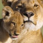 How Did They Film Animal on Netflix? No, It's Not CGI!