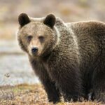 Animal Netflix Narrators: Meet Bears Narrator David Harbour!