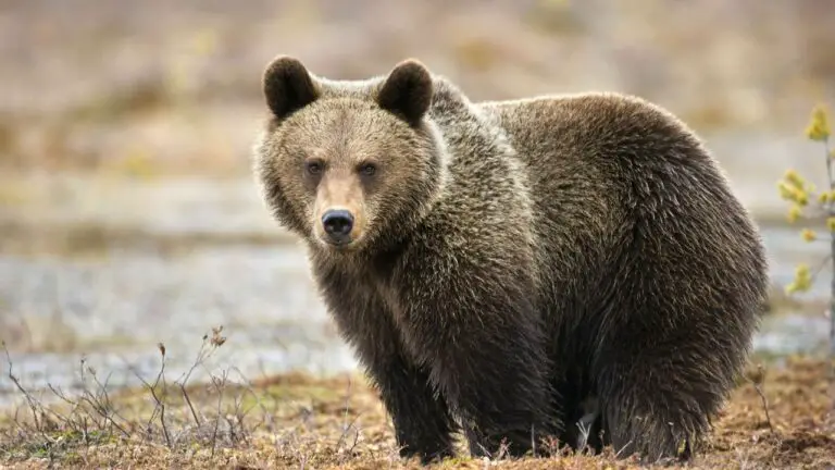 Animal Netflix Narrators: Meet Bears Narrator David Harbour!